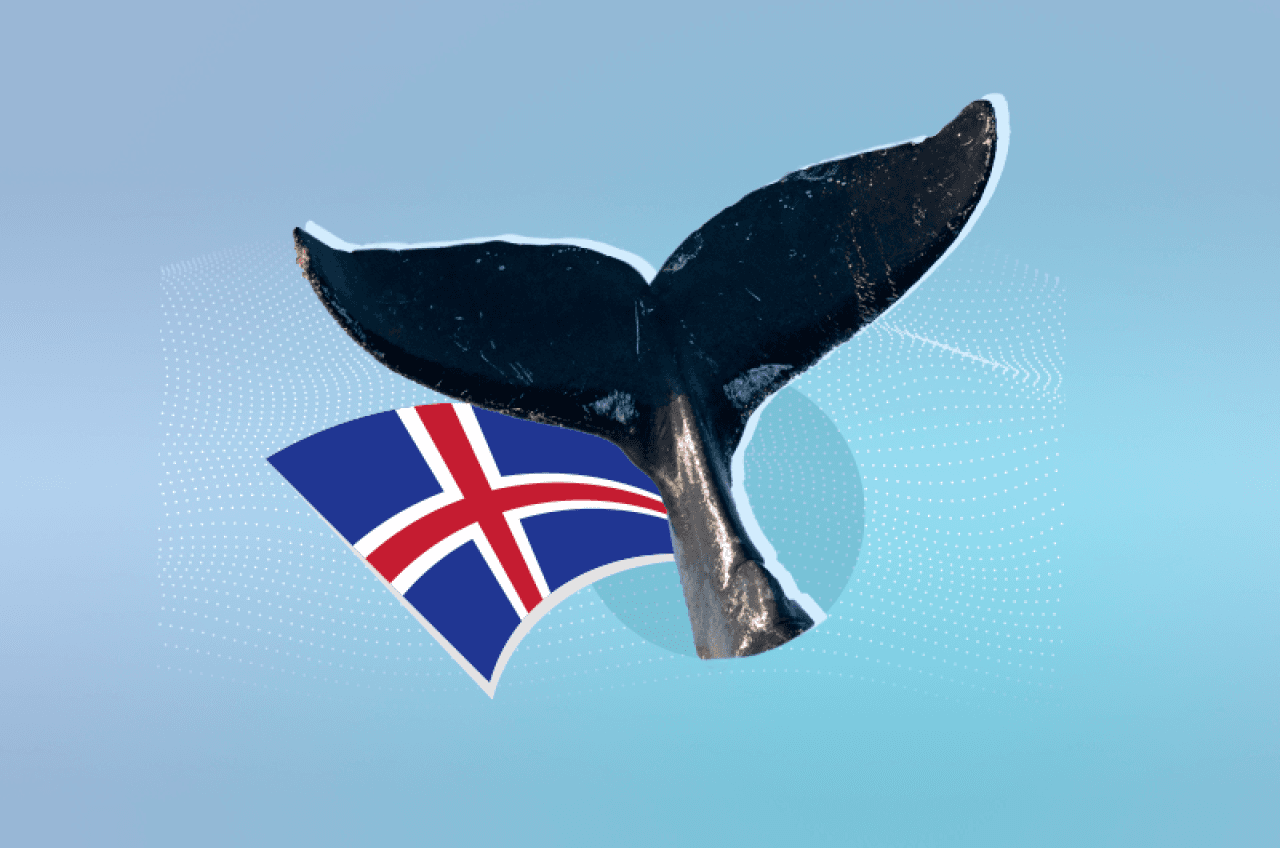 Iceland Resumes Whale Hunting: Up to 150 Fin Whales Authorized for 2026 Season